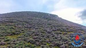 GỞI GIÓ VU VƠ...