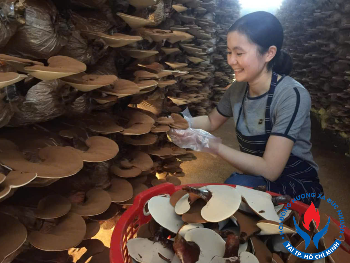 HTX Nấm Đức Nhuận – Chia sẻ bí quyết trồng nấm cho mọi người sáng thứ 7 hàng tuần.